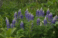 Nootka Lupine