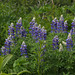 Nootka Lupine