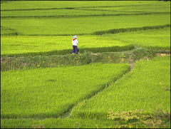 Le riz en danger Le riz en danger