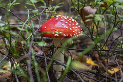 Fliegenpilz Fliegenpilz