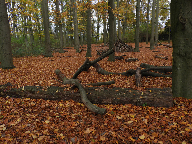 Genaamd  Huttenbos (Hut forest)
