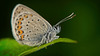Bläulinge (Lycaenidae) fliegen schon herum :)) Blue butterflies (Lycaenidae) are already flying around :)) Les papillons bleus (Lycaenidae) volent déjà dans les environs :))