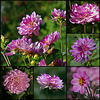 dahlias roses