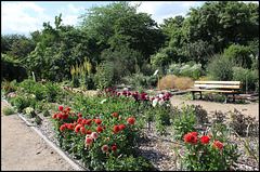 collection Dahlias