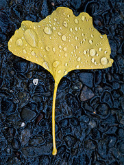 autumn, ginkgo, water drop, exposed aggregate concrete