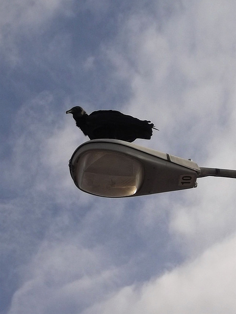 Electric number 10 eagle on street lamp