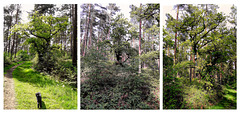 Trees in Binton Woods