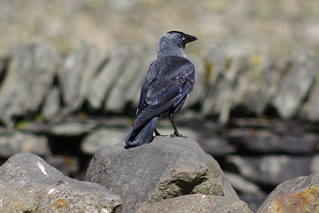 Jackdaw