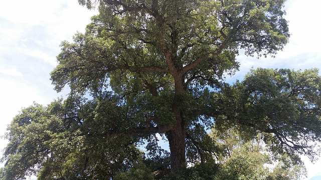 The cork tree