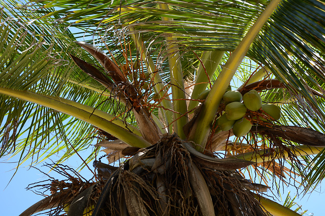 Venezuela, Playa Valle Seco, Coconuts on a Palm Tree