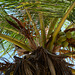 Venezuela, Playa Valle Seco, Coconuts on a Palm Tree