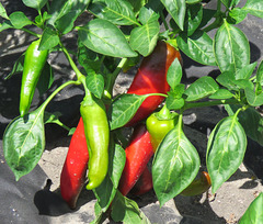 Hot peppers
