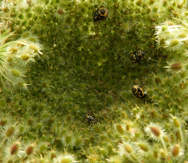 Baby's  (Hemiptera)