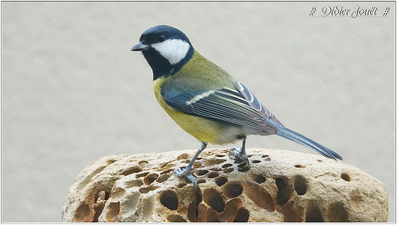 Mésange Charbonnière (Parus major)