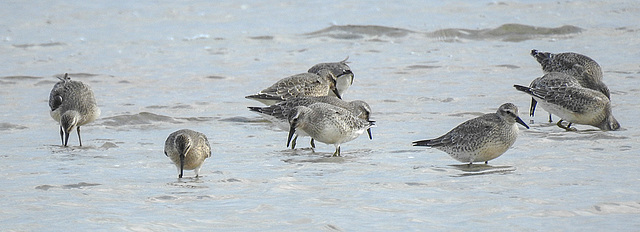 20190905 5818CPw [D~VR] Knutt (Calidris canuts), Darßer Ort