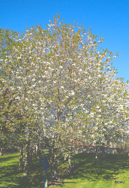 Cherry trees in bloom