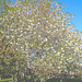 Cherry trees in bloom