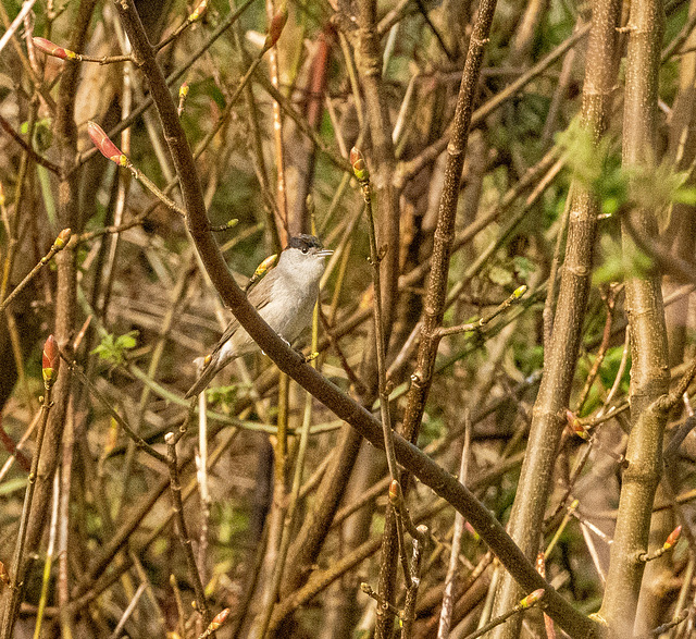 Blackcap