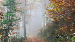 Nebel-Wanderung