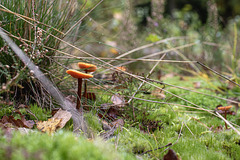Herbstlicher Wald Herbstlicher Wald
