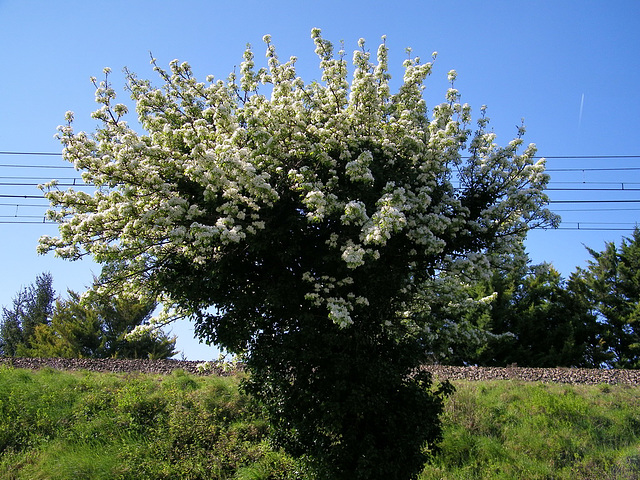 Arbre original d'Aubépine