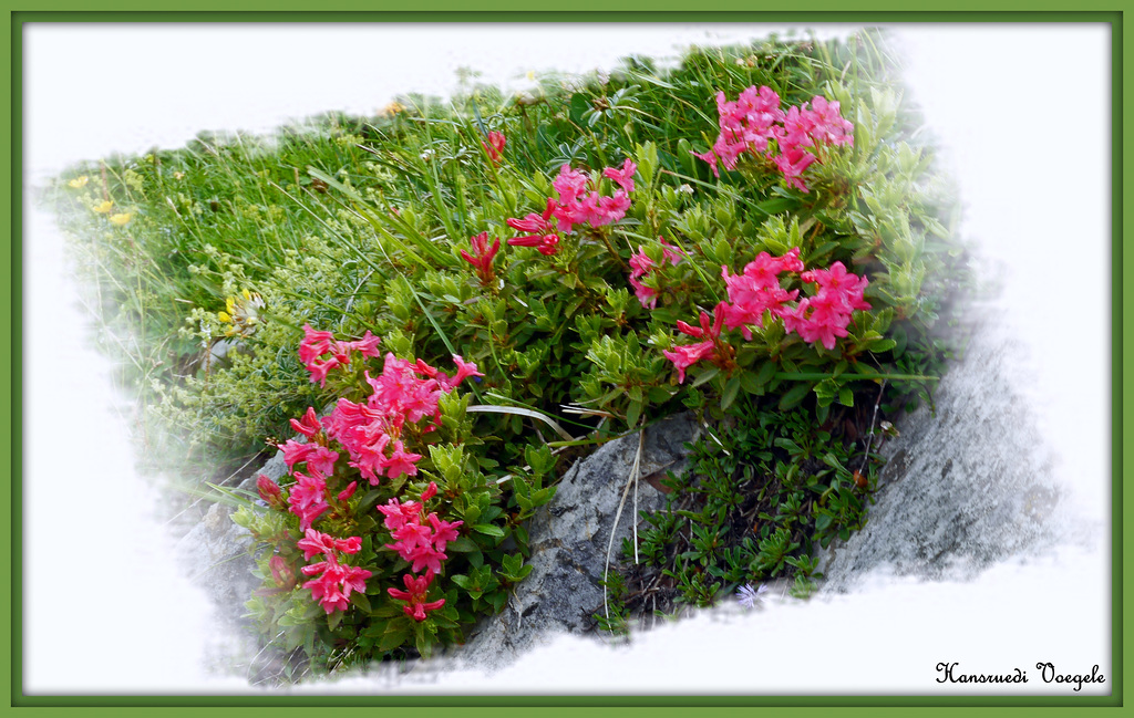Alpenrosen