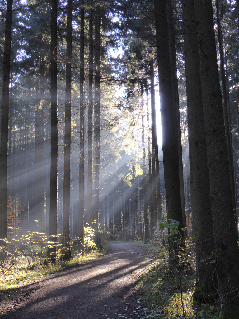 morgendlicher Waldspaziergang_3