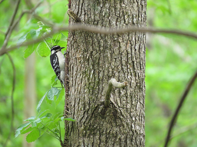 Downy woodpecker