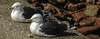 20180406 3645CPw [D~PI] Mantelmöwe (Larus marinus), Helgoland