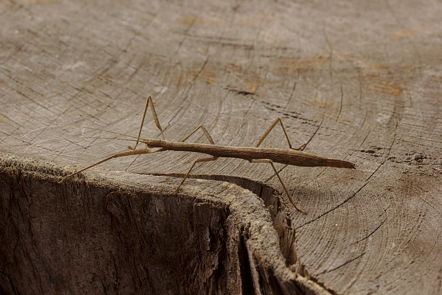 Stick insect ING_2358