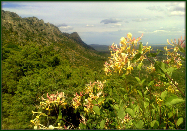 Honeysuckle. La Sierra de La Cabrera.