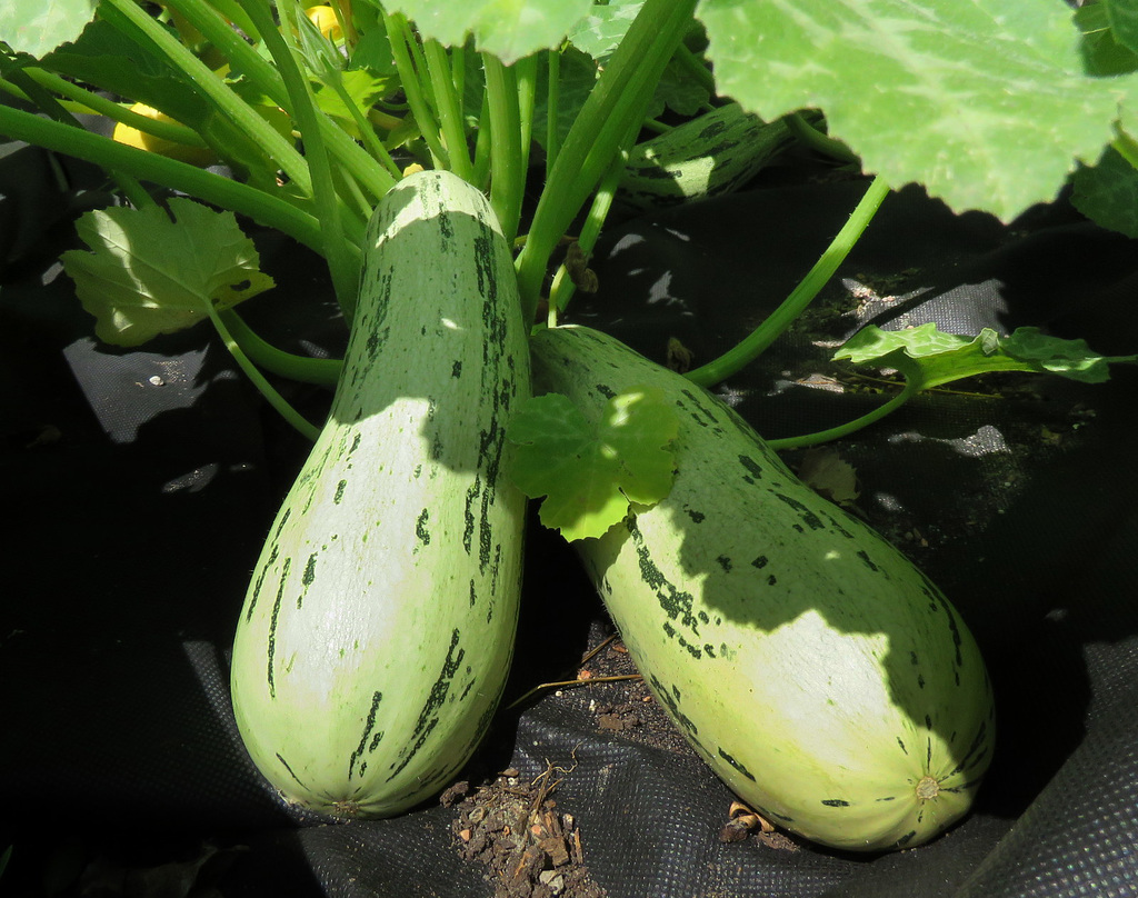 Squash in the church garden