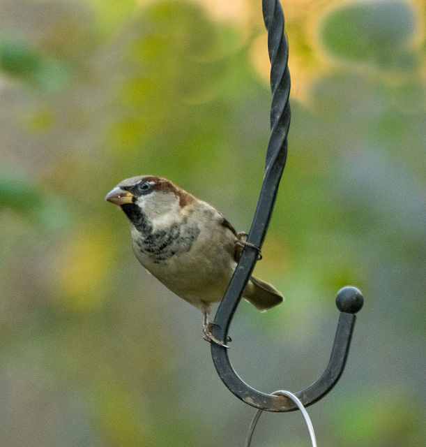 Sparrow 1