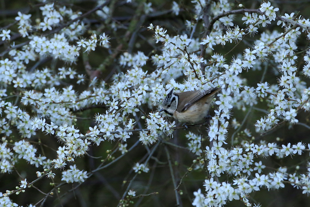 mésange huppé