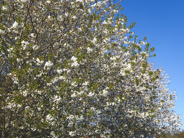 Cherry trees in bloom