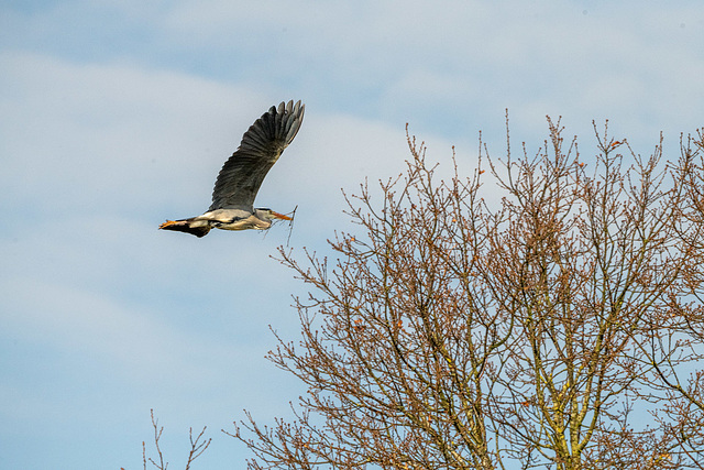 Heron