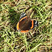 20210927 2978CP~V [D~LIP] Admiral (Vanessa atalanta), UWZ, Bad Salzuflen
