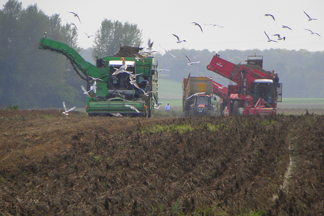 Seagulls and Potato harvest