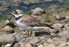 EF7A0159 Common Ringed Plover-1