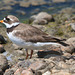 EF7A0159 Common Ringed Plover-1