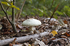 Knollenblätterpilz Knollenblätterpilz