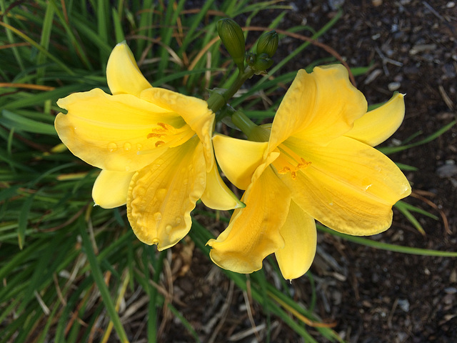 day lillies-Oct26