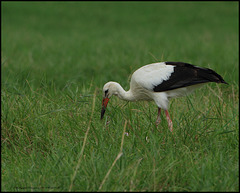 CIGOGNE BLANCHE