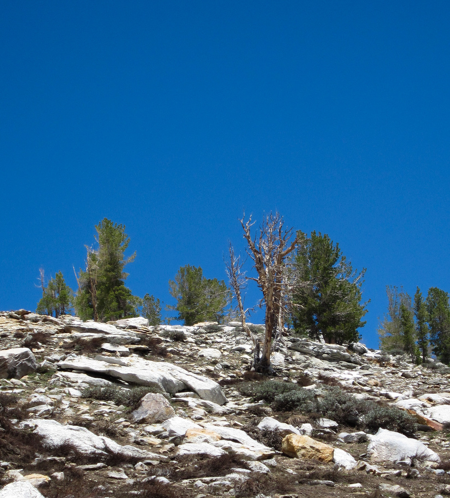 Island Lake Trail, Lamoille Canyon (0657)