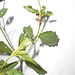 DSCN7081 - Croton glandulosum, Euphorbiaceae