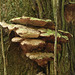 Fungi, Asa Wright, Bellbird walk