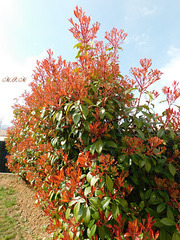 En ligne...chez mon fils...Photinias !