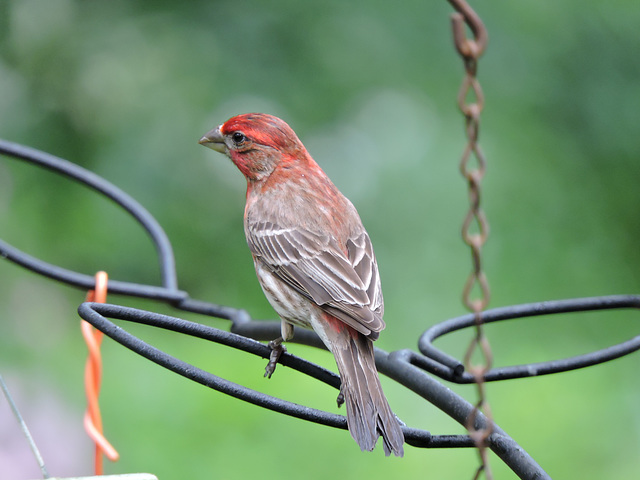 House Finch