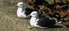 20180406 3646CPw [D~PI] Mantelmöwe (Larus marinus), Helgoland