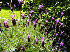 Lavender backlit in the sunshine for H.A.N.W.E